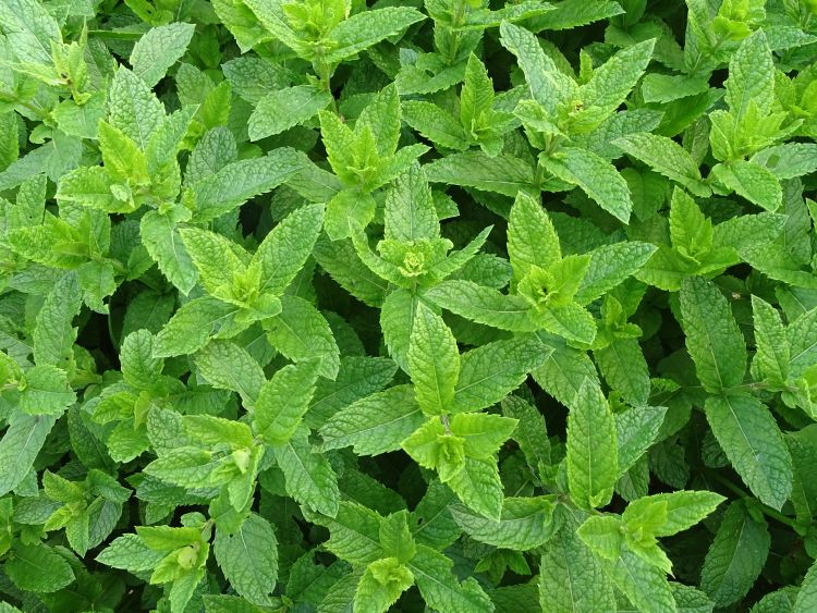 moroccan-mint-2396530