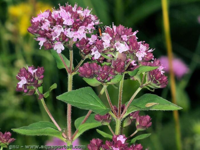 ⁦+/- 3500 Graines d'origan Marjolaine sauvage - wild marjoram⁩ - الصورة ⁦5⁩