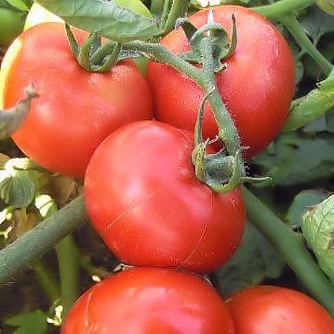 +/- 400 Graines tomate Heinz 1350 - seeds tomato Heinz 1350 - الصورة 3