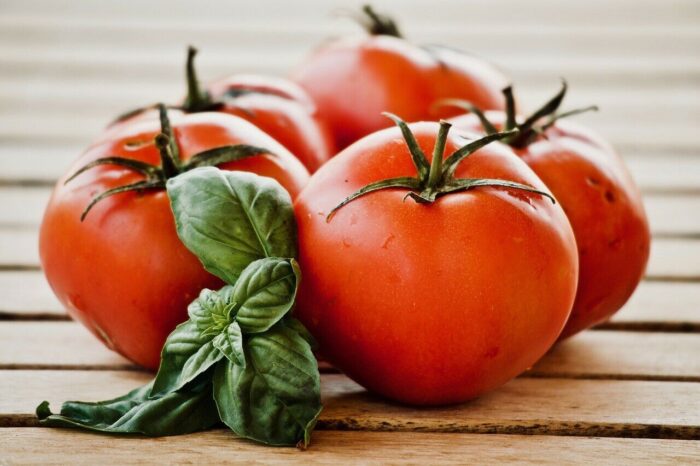 +/- 400 Graines tomate Heinz 1350 - seeds tomato Heinz 1350 - الصورة 4
