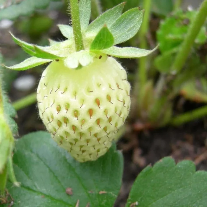 ⁦+/- 300 graines fraisier des bois ( Blanche) - White Soul, Strawberry⁩ - الصورة ⁦5⁩