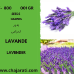 Graines de lavande - lavander seeds