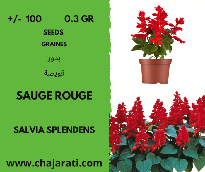 graines de sauge rouge -Salvia splendens seeds
