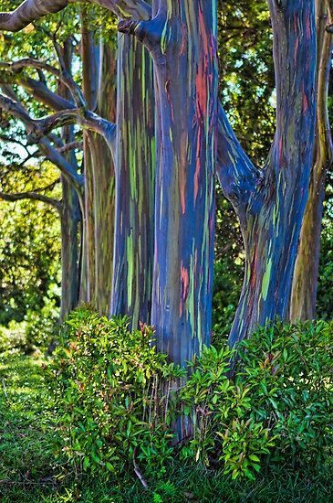 Graines Eucalyptus Arc En Ciel - 200 seeds Eucalyptus deglupta - Rainbow