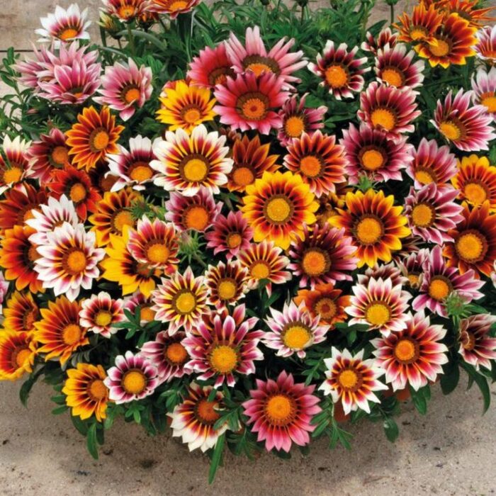 ⁦+/- 50 Graines de  Gazanie - The Gazania seeds⁩ - الصورة ⁦3⁩