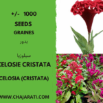 Celosia (Cristata)
