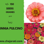 Graines de Zinnia Pulcino