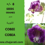 Graines de Cobée