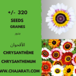 Graines de Chrysanthème