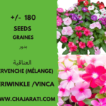 graines de Pervenche (Melange) - vinka Periwinkle seeds