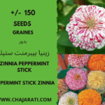 graines de Zinnia Peppermint Stick