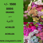 Les graines d'Achillée
