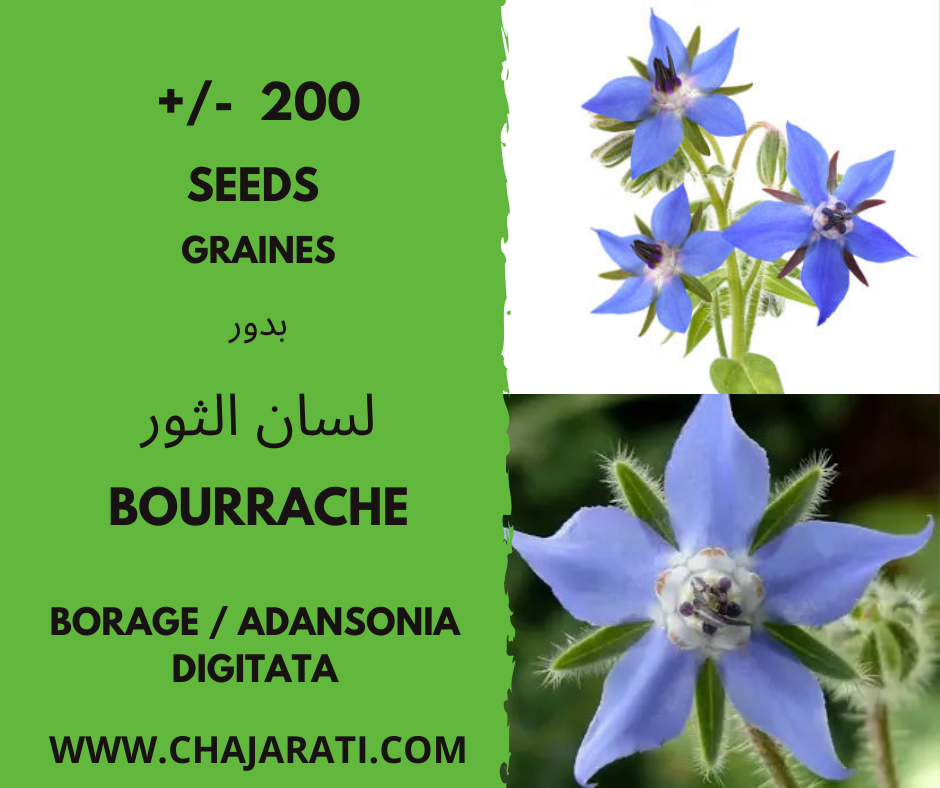 Les graines de bourrache – بذور لسان الثور