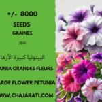 Graines de Pétunia Grandes Fleurs