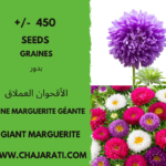 graines de Reine Marguerite géante