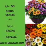 Les graines de Gazanie