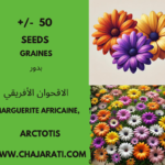 Arctotis - Marguerite d'Afrique