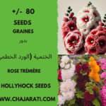 +/- 80 Graines de Rose trémière - Hollyhock seeds -Las semillas de Malva Real - بذور الختمية (الورد الخطمي)