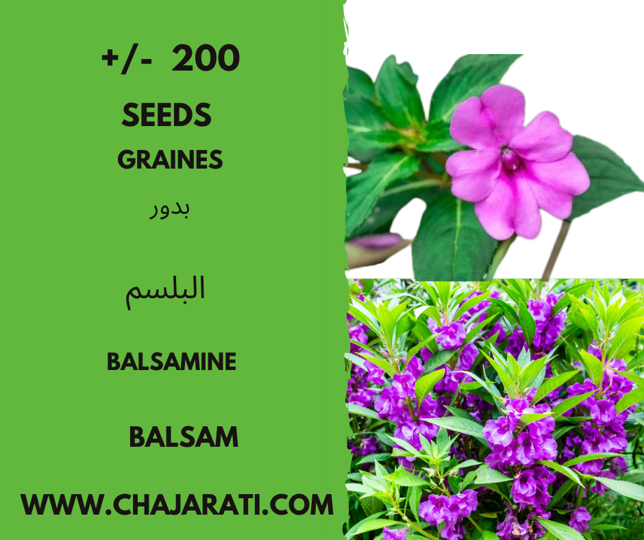 Graines de Balsamine – Balsam seeds