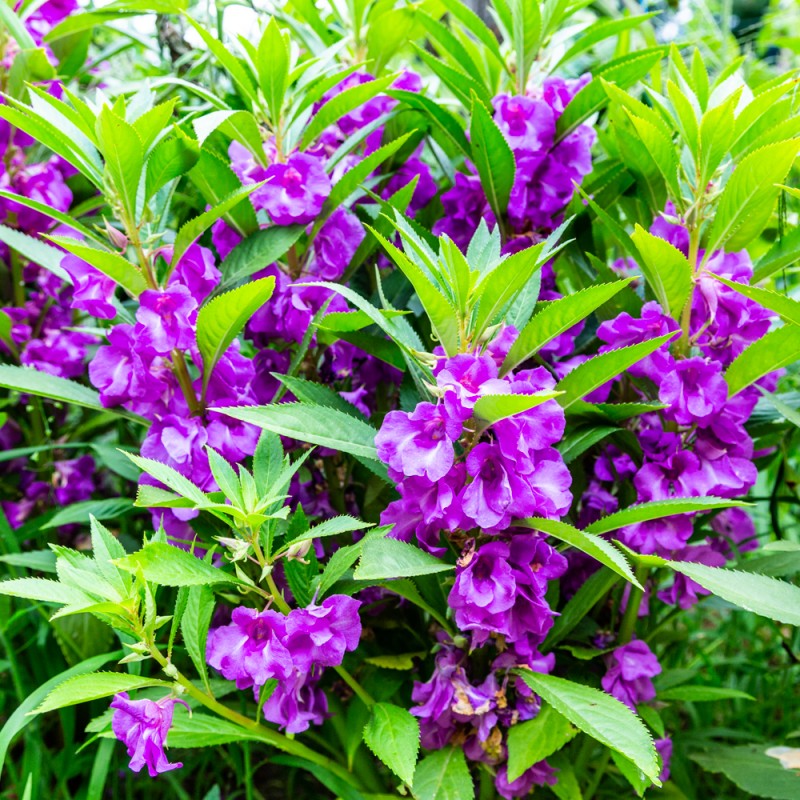 balsamine-des-jardins-en-melange