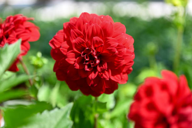 Les graines d’Œillet Chabaud Rouge