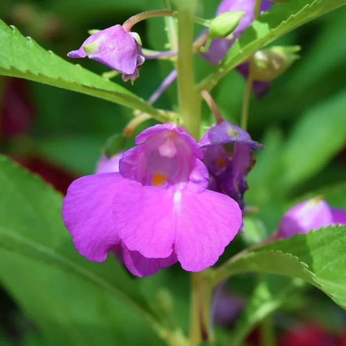 ⁦+/- 200 Graines de Balsamine - Balsam seeds⁩ - الصورة ⁦3⁩