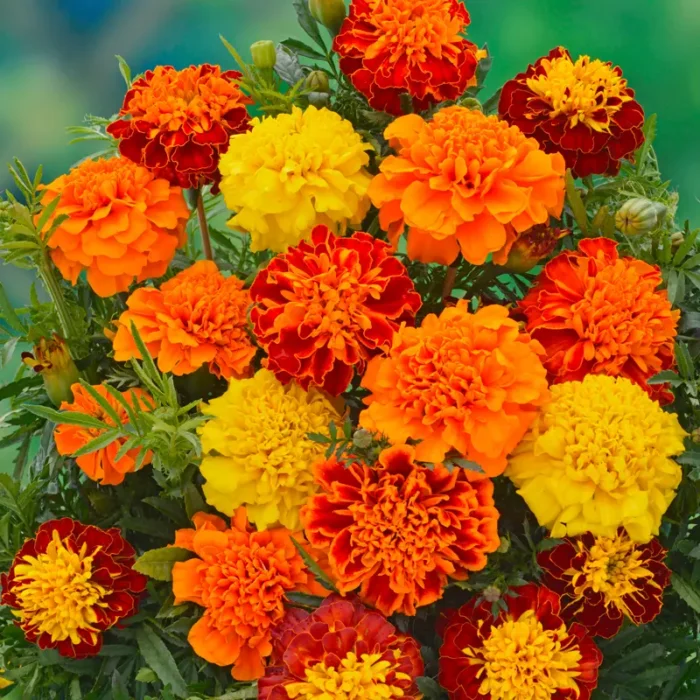 ⁦+/- 600 Graines d'Œillet d'Inde (Honey Moon) - Marigold Seeds (Honey Moon)⁩ - الصورة ⁦2⁩