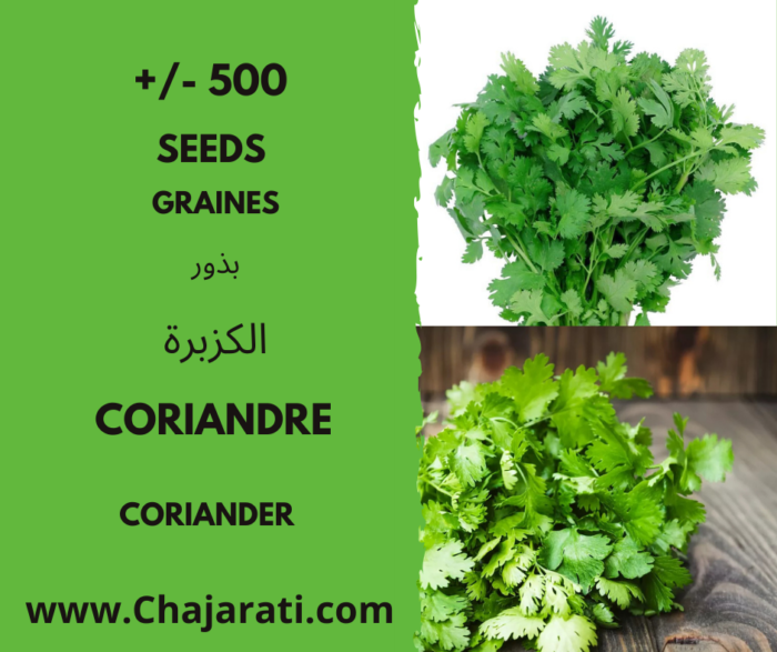 coriandre -الكزبرة