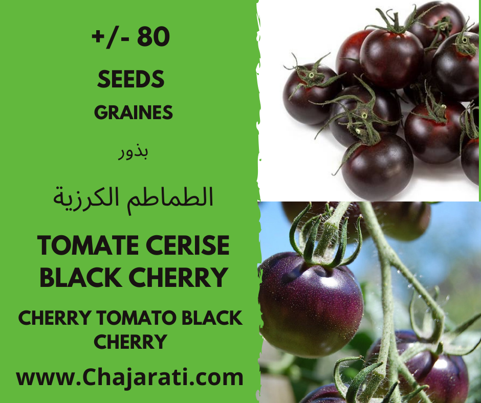 Les graines de Tomate Cerise Black Cherry