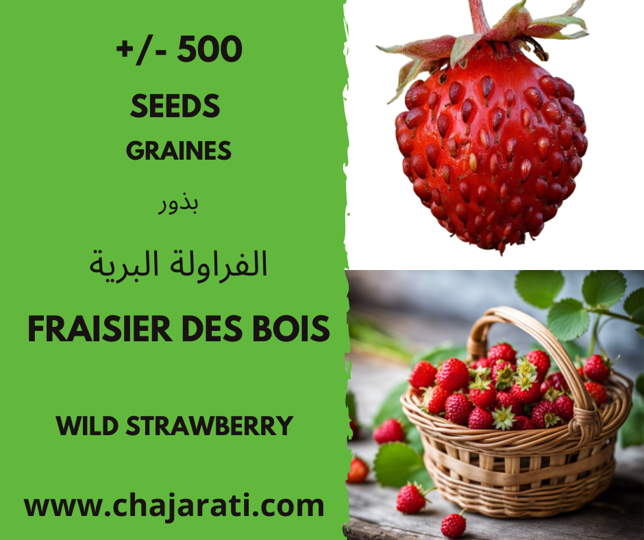 Graines Fraisier des bois