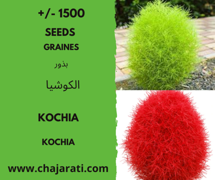 graines de Kochia