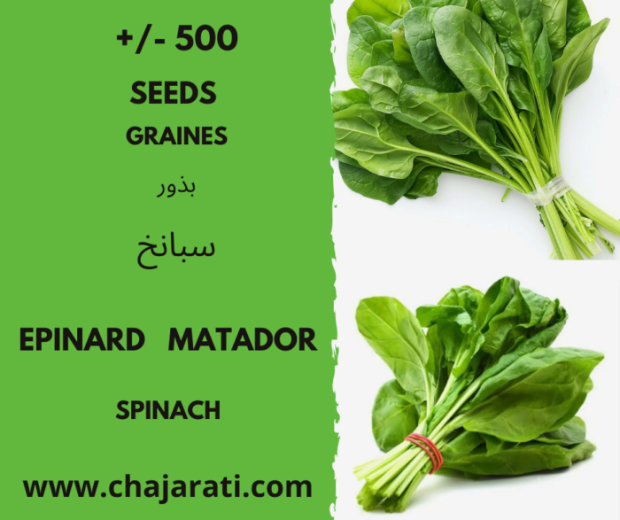 graines d'épinard Matador