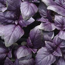 Les graines de basilic pourpre