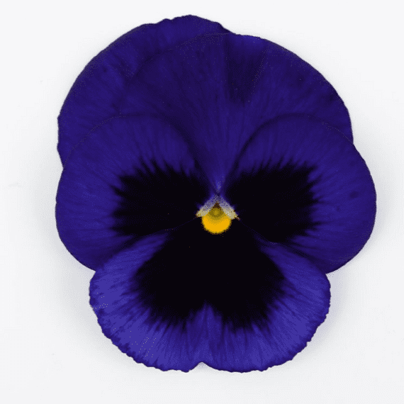 +/- 200 Graines de pensée bleu - Blue Pansy Seeds - Semillas de Pensamiento Azul -بذور البنفسج الأزرق