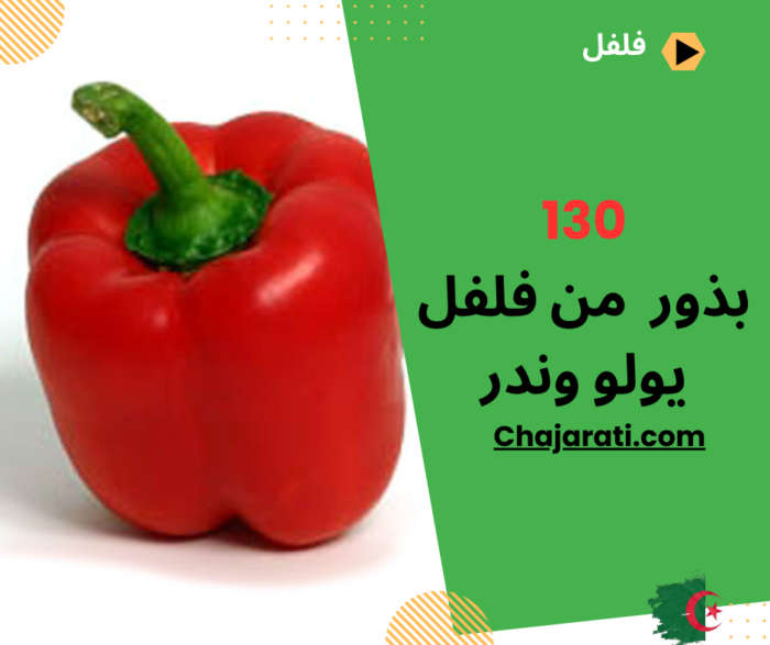 بذور فلفل يولو وندر