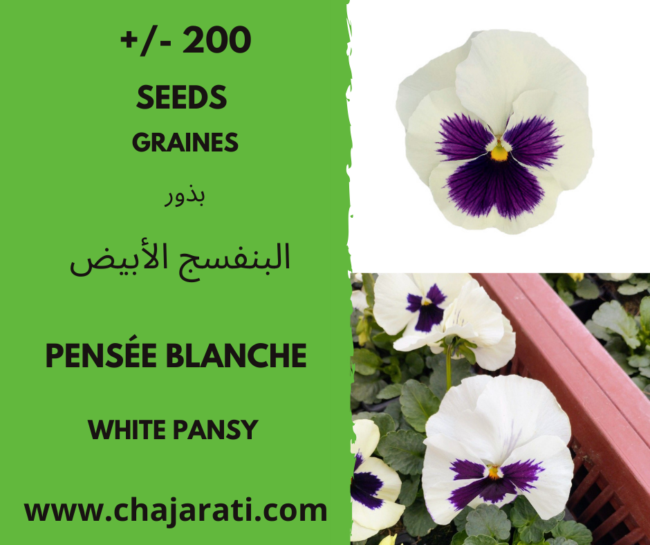 pensee blanche chajarati 2