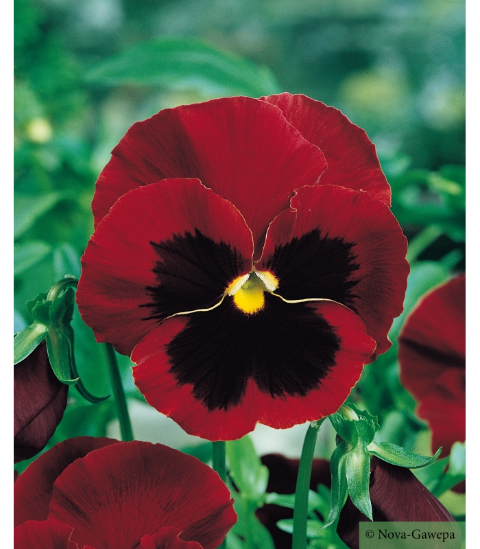 +/- 200 Graines de pensée Rouge - Red Pansy Seeds - Semillas de Pensamiento Rojo - بذور البنفسج الأحمر