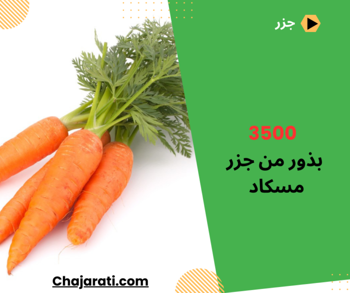 جزر المسكاد بذور